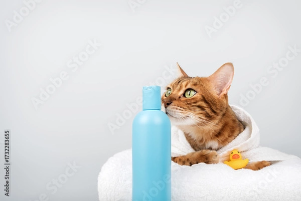 Fototapeta Bengal cat in a towel with shampoo and a rubber duck.