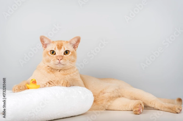 Fototapeta A Burmese cat on a towel with a rubber ducky