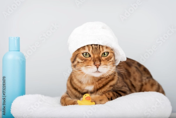 Fototapeta Bengal cat in a towel with a rubber ducky