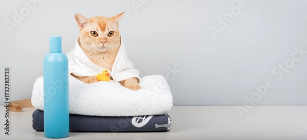 Fototapeta Spa day for cat with towel, duck and shampoo