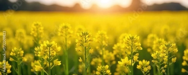 Fototapeta Vibrant field of rapeseed flowers in full bloom, bathed in golden sunlight A stunning display of nature's beauty, perfect for spring and summer themes , countryside, close-up, vibrant yellow