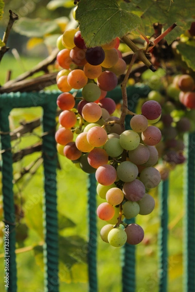 Obraz grapes on vine
