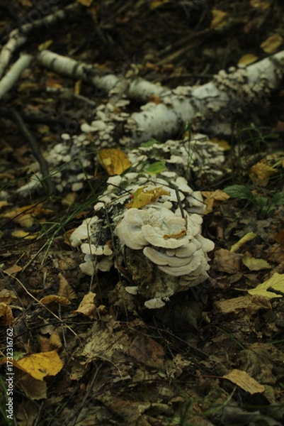Obraz mushroom in the forest