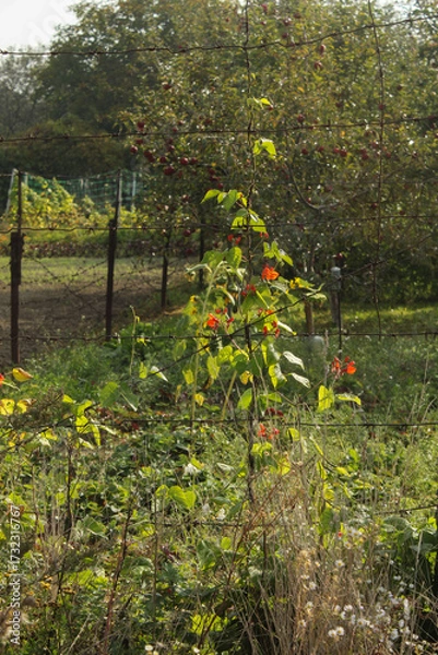 Obraz vineyard in autumn