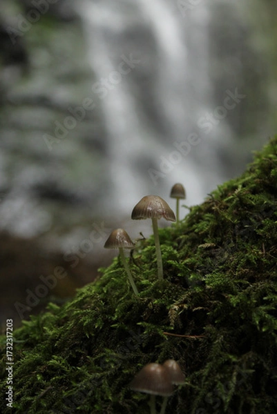 Obraz mushroom in the forest