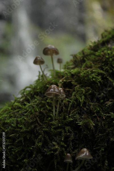Obraz mushroom in the forest