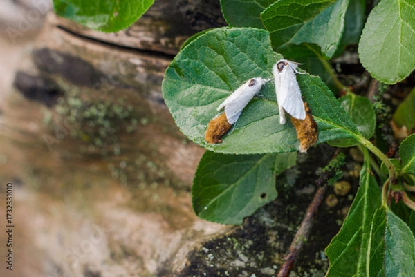 Fototapeta Female brown-tail moth laying eggs surrounded by brown hairs on plum leaf, white brown-tail moth laying clusters covered with hairs from their anal tuft, horticultural and health problem, copy space 