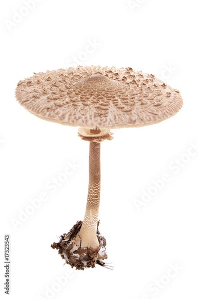 Obraz mushroom