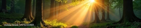 Fototapeta Sunbeams filtering through a dense forest canopy, dappling the forest floor with light and shadow Golden hour light creates a magical atmosphere , woods, rays, ecology