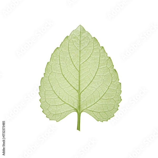 Fototapeta Translucent green leaf with detailed veins and serrated edges on transparent background isolated on white background