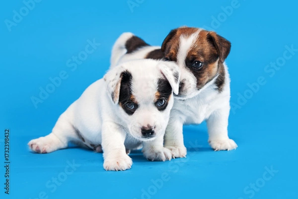 Obraz Small puppy dog