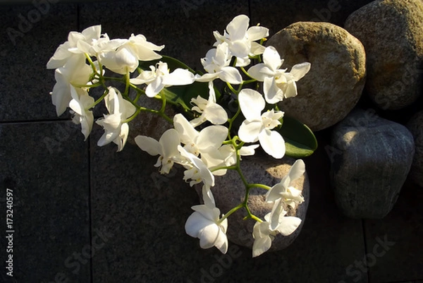 Obraz Phalaenopsis aphrodite