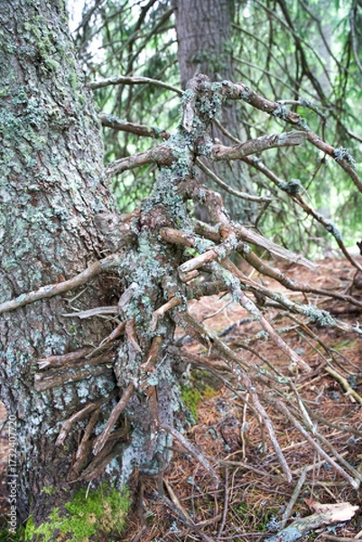 Fototapeta Tree roots intertwining with bark in a lush forest showcasing nature's intricate beauty and resilience