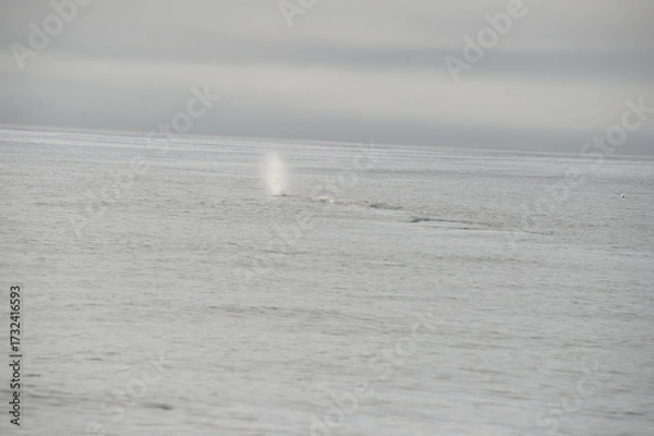 Fototapeta sea collection