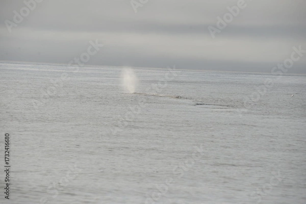 Fototapeta sea collection