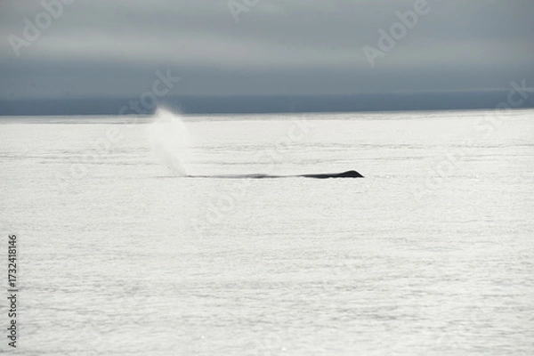 Obraz sea collection