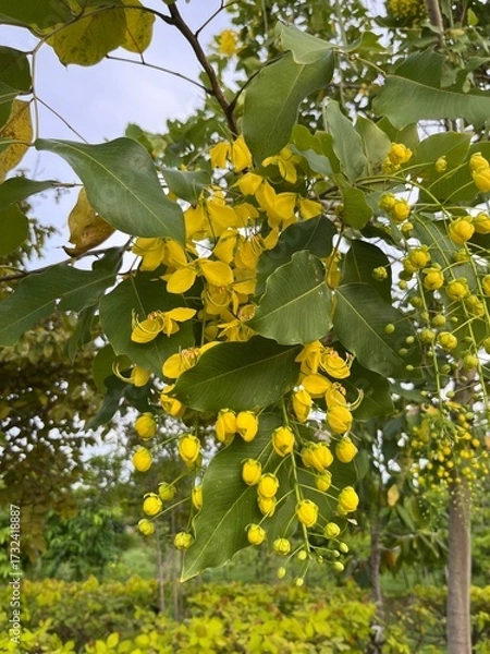 Obraz yellow grape vine