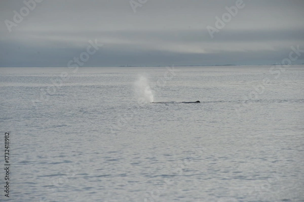 Obraz sea collection