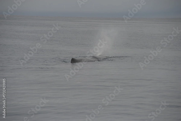 Obraz sea collection