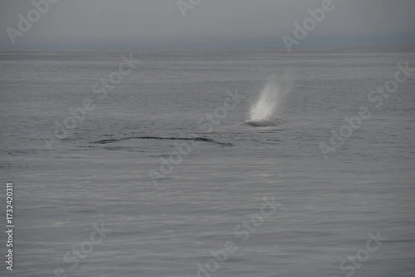 Obraz sea collection