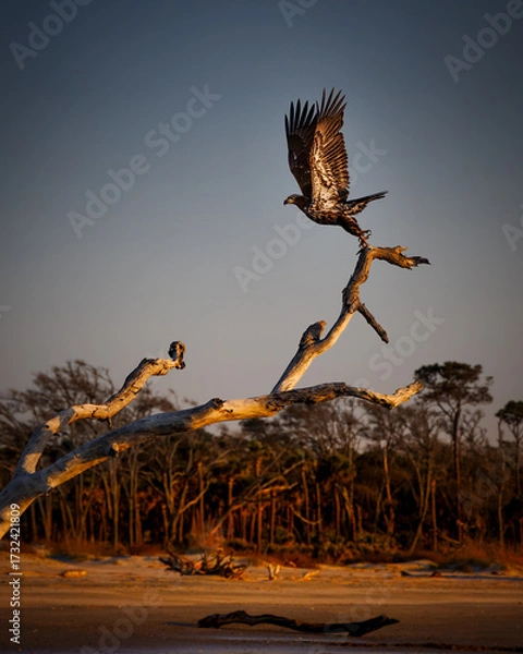 Fototapeta Osprey Wings