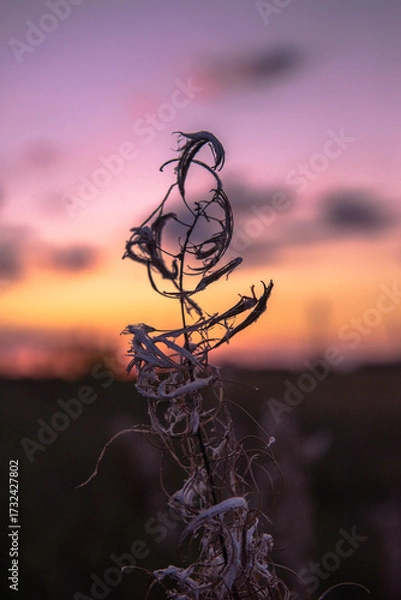 Obraz sunset in the sky