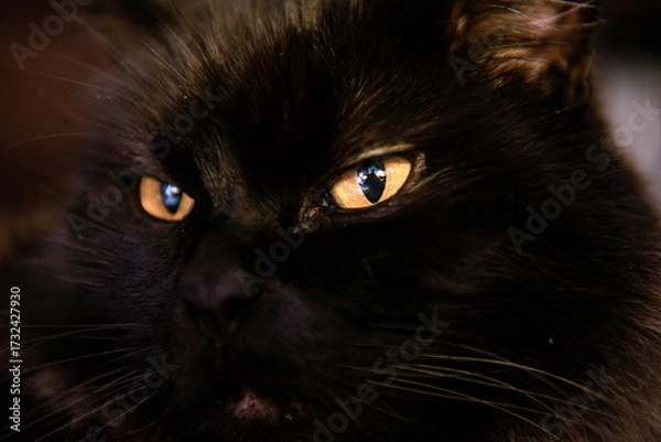 Obraz black cat portrait
