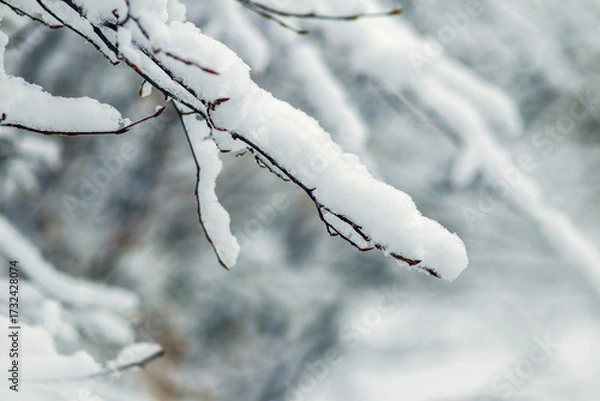 Fototapeta A close-up of a branch covered with a thick layer of snow, creating a winter atmosphere and mood, symbolizing the cold season