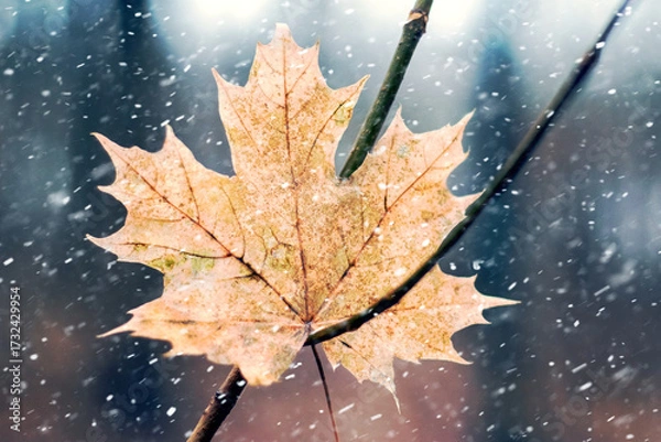 Fototapeta Autumn maple leaf on a branch during a snowfall. Winter landscape with a lonely autumn leaf