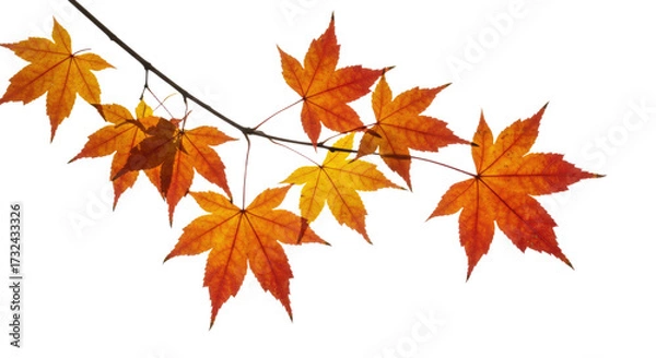 Fototapeta Vibrant autumn maple leaves display seasonal change on a delicate branch.