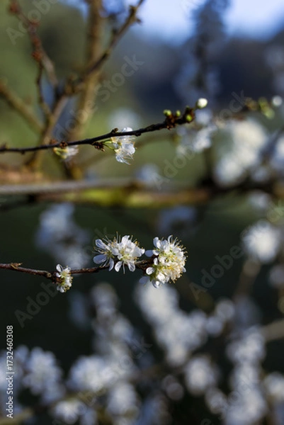 Fototapeta White flowers bloom on delicate branch, showcasing fresh beauty of spring blossom. macro focus captures every intricate detail in tranquil nature, promising new life and peaceful awakening