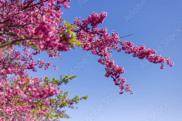 Fototapeta Vibrant pink blossoms burst from tree branches against clear blue sky, capturing joyful essence of springtime natural beauty and serene tranquility