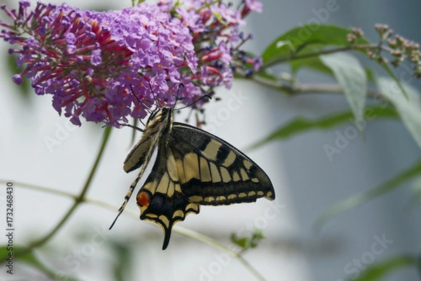 Fototapeta Old World Swallowtail or common yellow swallowtail (Papilio machaon) sitting on summer lilac in Zurich, Switzerland