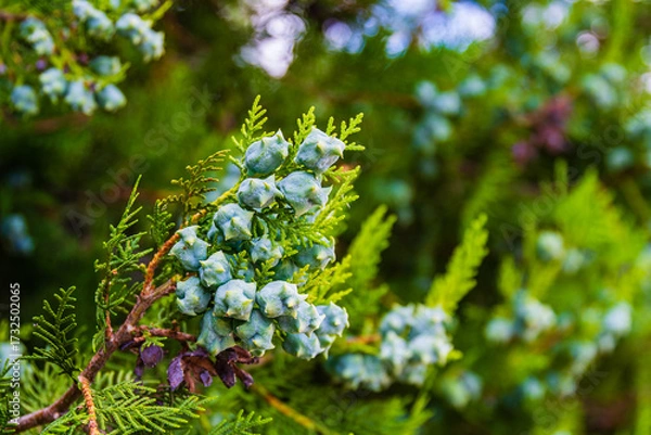 Fototapeta Many young cones on a green cypress tree