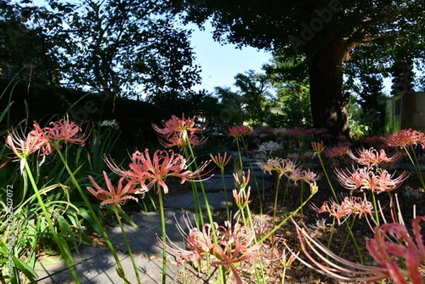 Fototapeta 彼岸花 曼殊沙華  ピンク 西方寺 横浜