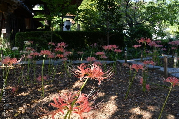 Fototapeta 彼岸花 曼殊沙華  ピンク 西方寺 横浜