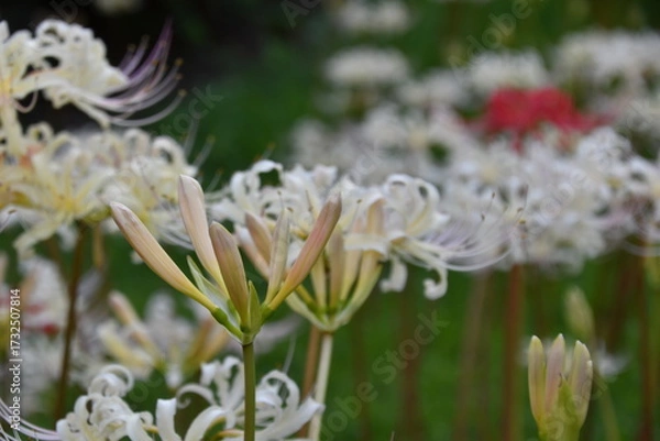 Fototapeta 彼岸花 曼殊沙華  白 つぼみ 西方寺 横浜