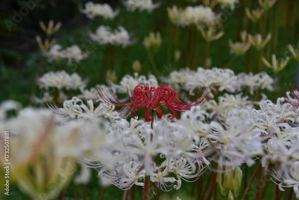 Fototapeta 彼岸花　曼殊沙華　紅一点 横浜　西方寺