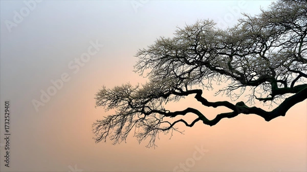 Fototapeta silhouette of a tree at sunset