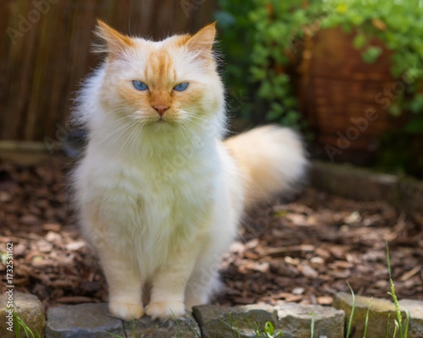 Fototapeta Grumpy looking Birman cat in a garden wagging its fluffy tail