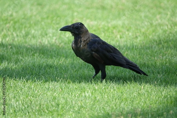Obraz the house crow (Corvus splendens)