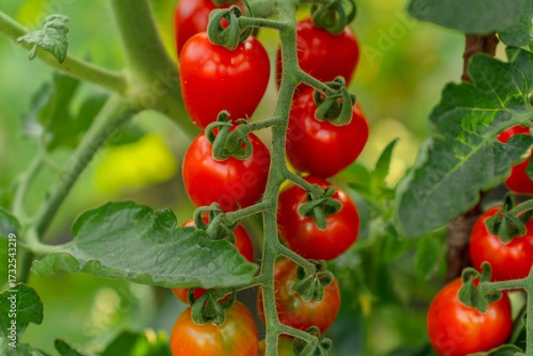 Fototapeta Red cherry tomatoes on a branch in the garden