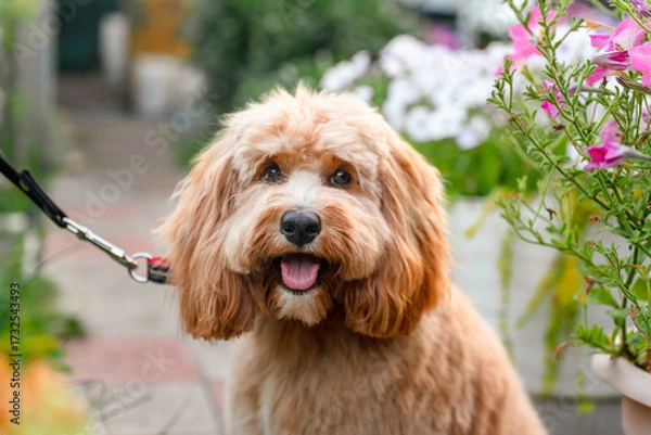 Fototapeta Close-up portrait of a brown curly-haired dog with a neat haircut, a breed of Kawapoo labradoodle in summer outside