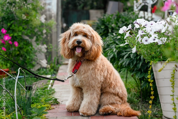 Fototapeta Close-up portrait of a brown curly-haired dog with a neat haircut, a breed of Kawapoo labradoodle in summer outside