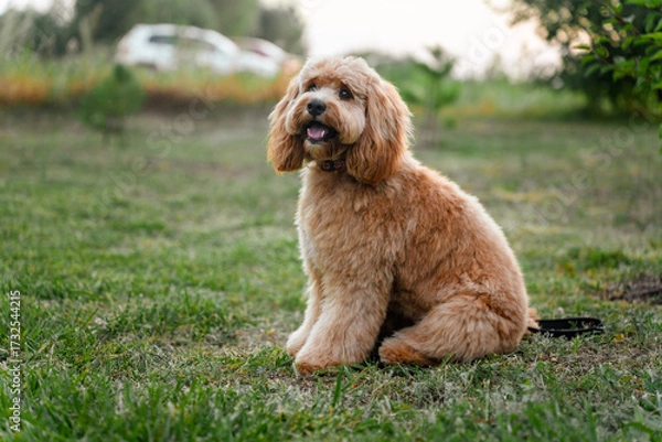 Fototapeta Close-up portrait of a brown curly-haired dog with a neat haircut, a breed of Kawapoo labradoodle in summer outside