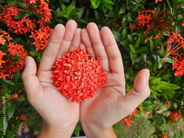 Obraz Hand holding Ixora flowers