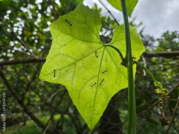 Fototapeta Luffa leaves with weaver ant on it