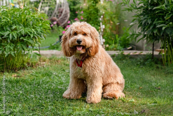 Fototapeta Close-up portrait of a brown curly-haired dog with a neat haircut, a breed of Kawapoo labradoodle in summer outside