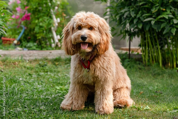 Fototapeta Close-up portrait of a brown curly-haired dog with a neat haircut, a breed of Kawapoo labradoodle in summer outside