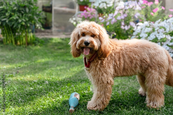 Fototapeta Curly brown dog plays with a rubber toy on the grass in summer